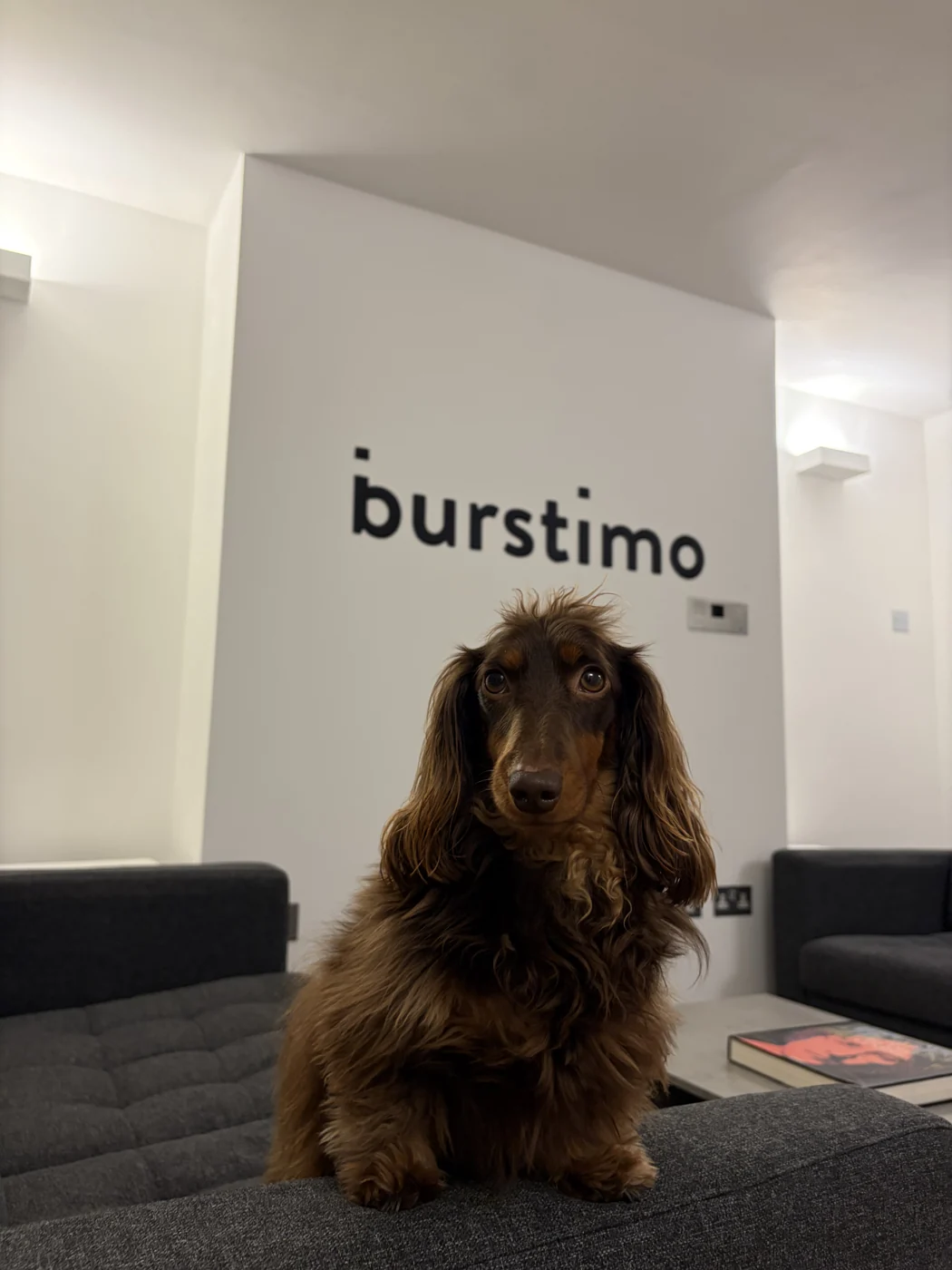 A dachshund on the sofa at the office